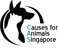 Causesofanimalsingapore